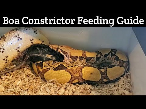 Boa Constrictor Feeding Guidelines - The Real Deal