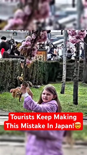 Why You Should Never Shake Sakura Trees In Japan!?