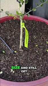 Container Citrus Secrets Maximize Fruit Yield NOW!