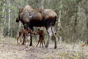 13K views · 923 reactions | Kiss a Moose LLC on Reels | Facebook