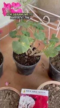 Growing GERANIUM flowers from seeds & cuttings - Rooting stems, leaves in water #geranium #garden