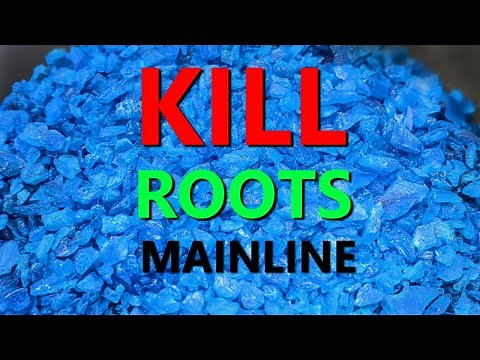 How to Kill Drain Roots Easily and Quickly