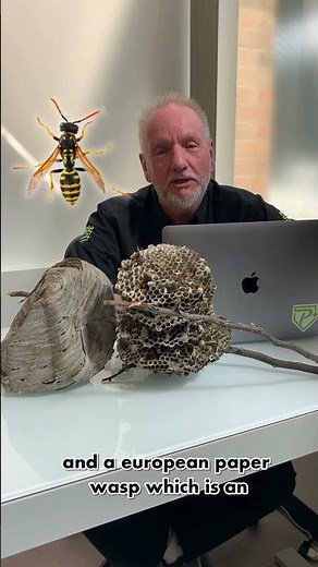 Wasps vs Hornets, Key Differences!