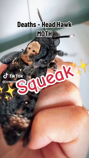 African Death's Head Moth Facts and Sounds