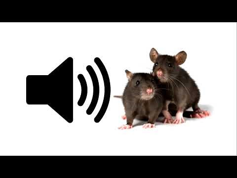 Mouse - Sound Effect | ProSounds