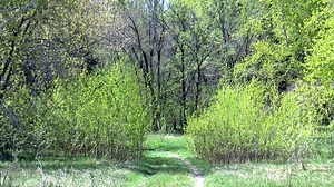 Spring, Forest, In The Forest. Free Stock Video