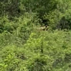 4.8K views · 300 reactions | An unusual guest from Brezovica  | Brezovica.info | Facebook