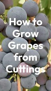 How to Grow Grapes from Cuttings