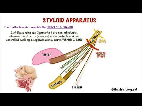 STYLOID APPARATUS | EAGLE'S SYNDROME