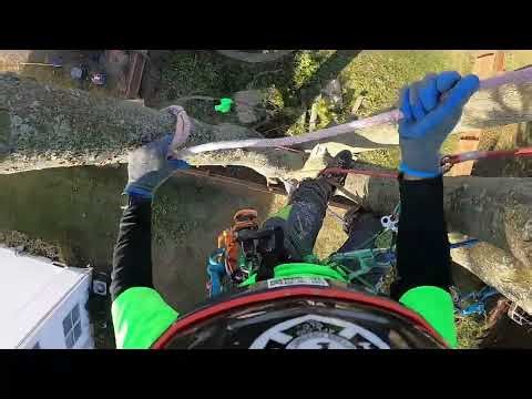 Large Oak Tree Removal with rotting base