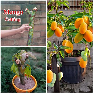 115K views · 1K reactions | How to grow mango plant at home from cutting || Simple idea for planting | DIY IndoorGarden | Facebook