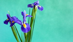 How To Trim Iris Plants- Quick Guide - Gardening Dream