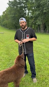 15K views · 887 reactions | Crunch, my puppy, has jumped up 1 time in...