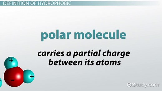 Hydrophobic | Definition, Effect & Examples