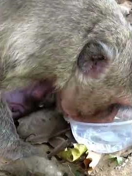 Cutest Newborn Baby Monkey Moments In Mom's Hands #babymonkeys #wildlifeentertainment #animals