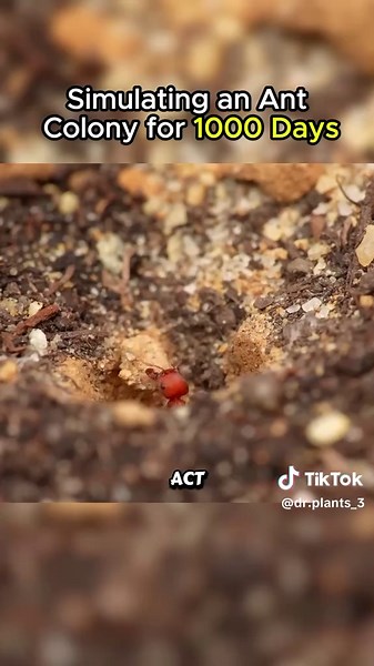 Simulating an Ant Colony for 1000 Days