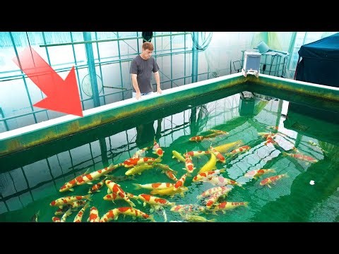 Building A Koi House In Japan