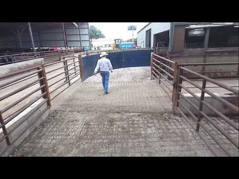 Brute Cattle Equipment Pen Design