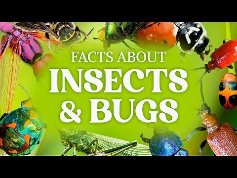 Cool Bug Facts & Other Insect Facts You Have To Know!