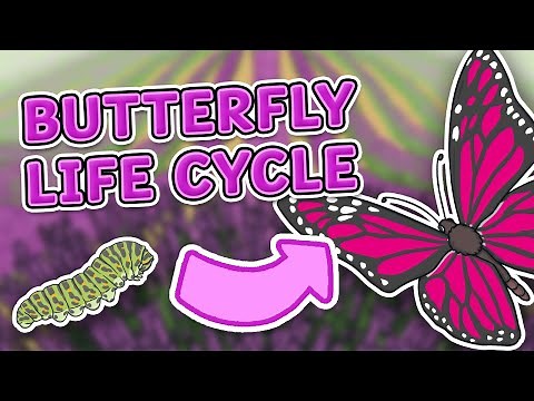 The Life Cycle of a Butterfly | Learn the Four Stages of the Butterfly Life Cycle 🦋