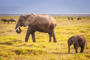 Size, Tusks, and Ears: How African and Asian Elephants Differ