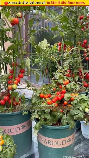 🍅Growing tomatoes at home is now very easy #organicgardening #seeds #growth