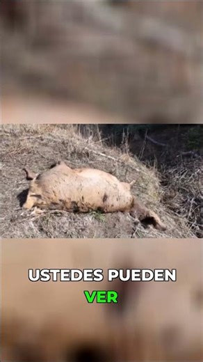 El Círculo De La Vida: ERROR De Cazador 😮🤯