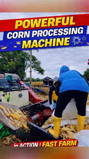 Powerful Corn Processing Machine in Action | Fast Farm Harvest Workflow