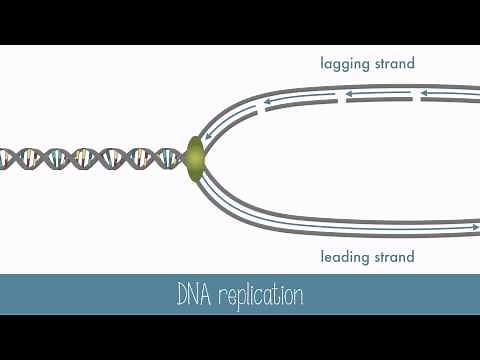 DNA Replication