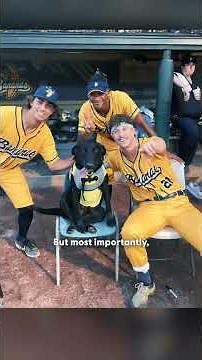 Labradors Fetching Skills Landed Him a Job in Pro Baseball | The Dodo