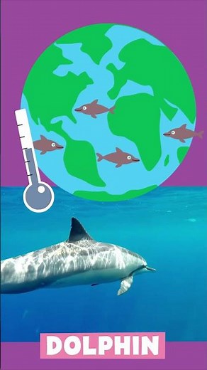 Animal Alphabet | D is for Dolphin | PBS KIDS #Shorts