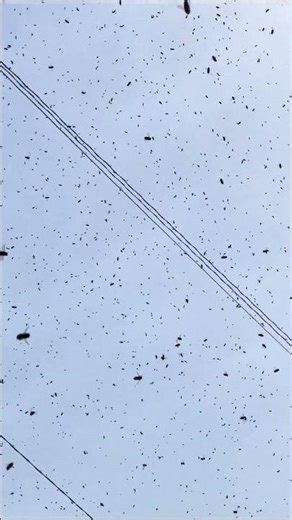 The bees searching for their home #Shorts #hdr