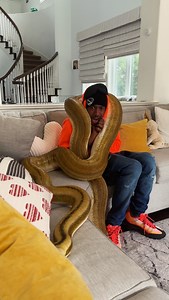 1.5M views · 16K reactions | Nick Cannon is in for a giant surprise  when Jay brings over a few too many snakes! Watch as Nick gets a little in over his head as he wrestles one mighty python after another. 勞 #snakes #python #nickcannon #reptiles | Jayprehistoricpets | Facebook