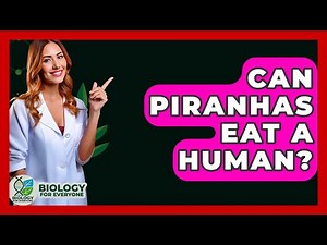 Can Piranhas Eat A Human? - Biology For Everyone