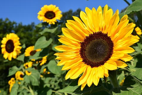How to Grow Sunflowers: Easy Planting & Care Tips for Big Blooms