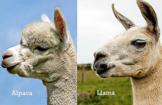7 Ways To Tell The Difference Between an Alpaca vs Llama