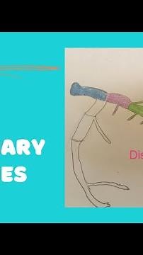 Left Anterior Descending Coronary Artery (LAD) #cardiac anatomy