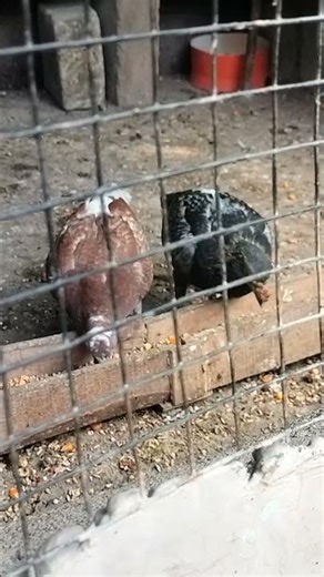 pigeon chicks#racingpigeon #pigeon #fancypigeon #homingpigeons #birds