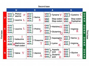 Steps on how to read the codon chart