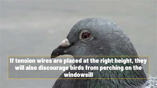 How To Effectively Protect Your Surfaces From Pigeons