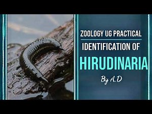 Identification of Hirudinaria (Leech) | Zoology UG Practical | A.D Tutorial | EchoFlowia