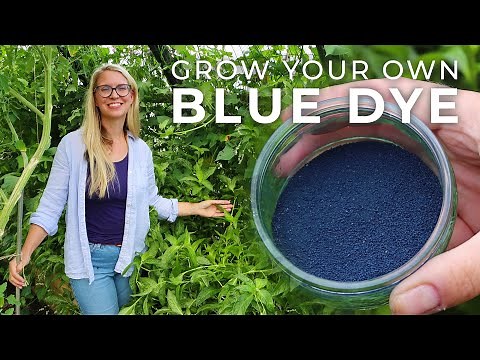 How to Grow Indigo Plants & Process It into Blue Dye