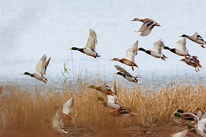The 10 Best Ducks Species for Waterfowl Hunting