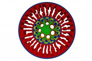 RootSlice: Root anatomy modeling