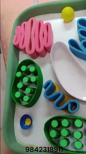 Animal Cell Model 4 Feet (3D) model | School Project | Science projects | Exhibition Project