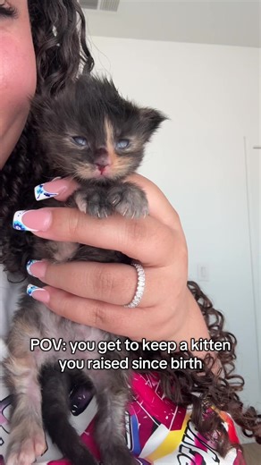 Adopting Our Maine Coon Kittens: Scarlett and Charlotte