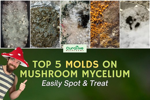Black, Green and Other Mold on Mushrooms Mycelium