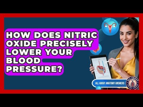 How Does Nitric Oxide Precisely Lower Your Blood Pressure? - All About Anatomy Answers