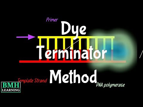 Automated Dye Terminator Method | Fluorescent DNA sequencing with Capillary Electrophoresis |