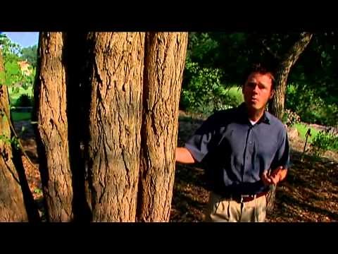 Locust Trees